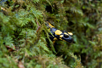 Feuersalamander, Salamandra salamandra.