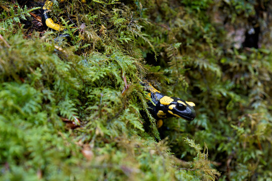 Feuersalamander, Salamandra salamandra.