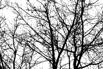 Tree branch silhouette on transparent background