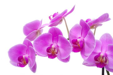 Rosa Orchidee mit Blüten