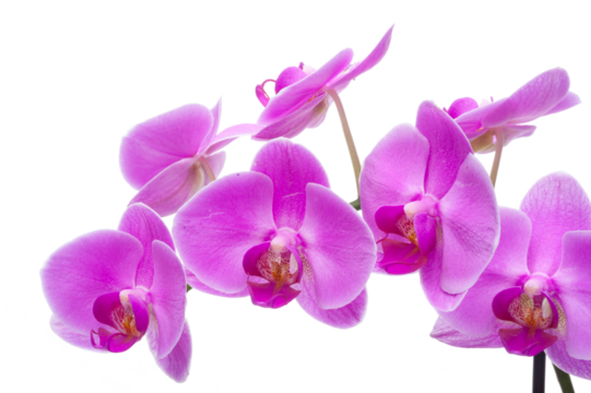 Rosa Orchidee mit Blüten