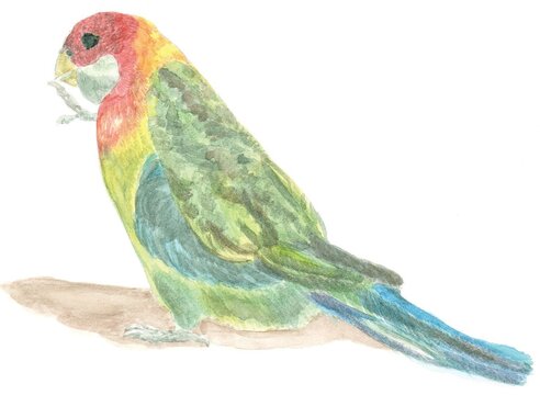 Painting of Australian native bird, Eastern rosella