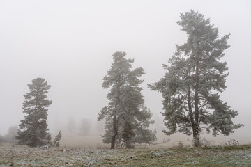 Schafe auf dem Rußberg bei Tuttlingen