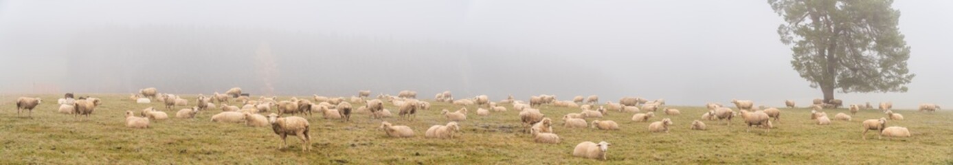Schafe auf dem Rußberg bei Tuttlingen