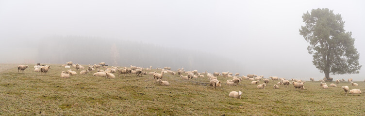 Schafe auf dem Rußberg bei Tuttlingen
