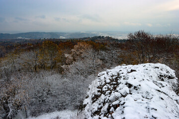 snow covered trees