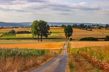 Fototapeta premium road in the countryside
