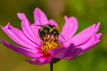 bee on flower