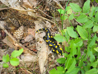 Austria, Fire Salamander