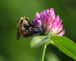 bee on flower