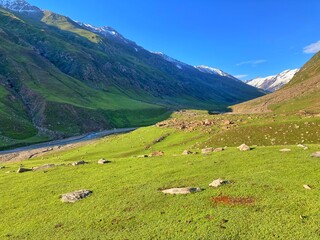 Fototapeta na wymiar landscape with sheeps