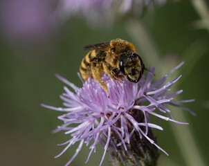bee on a flower