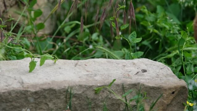 Chute et ouverture d'une noix de coco qui tombe sur un pav&eacute;, au ralenti
