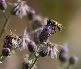 bee on lavender