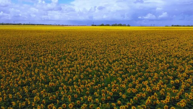 Survol d'un champ de tournesols (la cam&eacute;ra est de plus en plus haut)