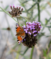 butterfly on flower