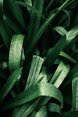 Green leaves nature background, raindrops, dark green tones, close up view