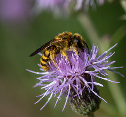 bee on a flower