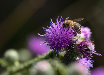 bee on a flower
