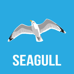 Seagull flying on blue background. Seagull bird logo design isolated. Seagull illustration in minimal style. vector eps10