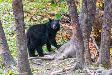 Obraz premium Black bear in forest at national park la Mauricie.Quebec. Canada.