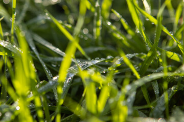 water drops on grass