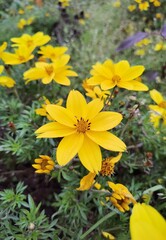 Fototapeta premium yellow flowers in the garden