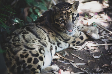 Portrait of a leopard