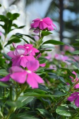 Kota Tua, Jakarta, Indonesia – October 28, 2022: Catharanthus Roseus, Commonly Known As Bright Eyes, Cape Periwinkle, Graveyard Plant, Madagascar Periwinkle, Old Maid, Pink Periwinkle, Rose Periwinkle