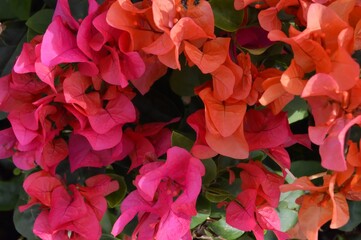 Kota Tua, Jakarta, Indonesia – October 28, 2022: Bougainvillea × Buttiana, With Selected Focus.