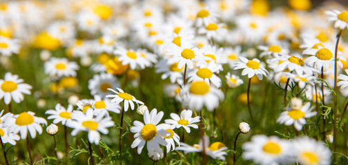 flower in the field- beautiful white daisy flowers in sunny day