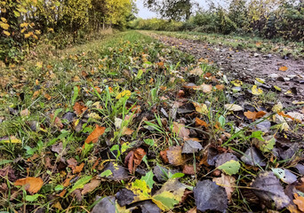 autumn leaves in the park