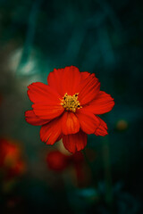 orange and red flowers, nature background, close up view, colorful vivid tones, plants