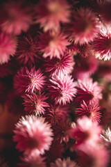 pink dried flowers, nature background, close up view, colorful vivid tones, plants