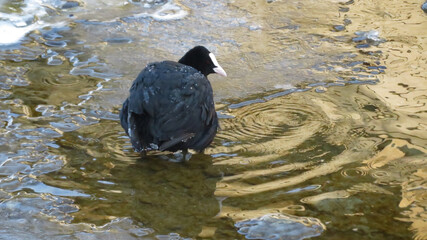 Blesshuhn friert und steht im gefrorenen See - 