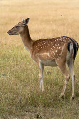 Damhirsch, Damwild, Dama dama