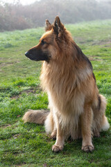 A gorgeous German Shepherd sits patiently waiting for its owner. A male mid long haired dog with a fixed gaze to its right. A very fine example of this iconic breed. Also known as an Alsatian. 