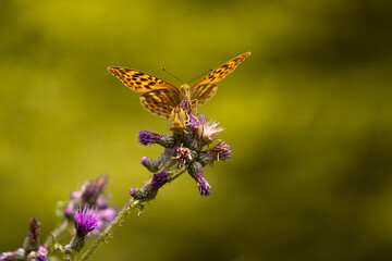 Kaisermantel, Silberstrich, Argynnis paphia,