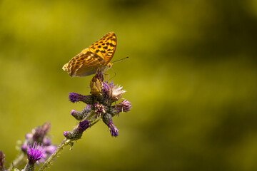 Kaisermantel, Silberstrich, Argynnis paphia,