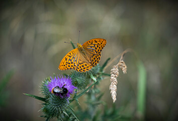 Kaisermantel, Silberstrich, Argynnis paphia,