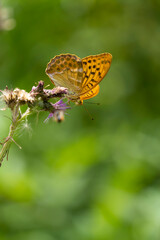 Fototapeta premium Kaisermantel, Silberstrich, Argynnis paphia,