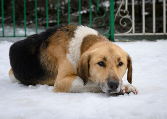 The dog lies in the snow in winter and looks thoughtfully