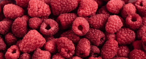 Trendy color of 2023 viva magenta. Ripe juicy fresh raspberries. Natural food background. Berries and fruits. Summer vitamins. Healthy diet