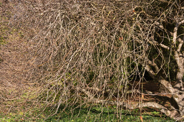 ramure du petit arbre