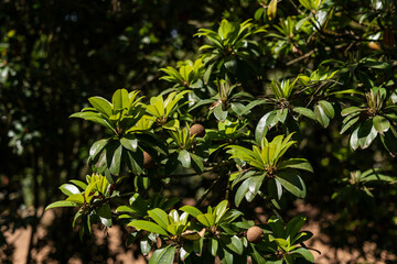 Sapodilla fruit for healthy. Sapodilla fruit come from America.This fruit for prevent cancer, constipation and dehydration.