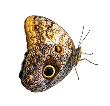 Butterfly isolated on white background. Morpho helenor peleides