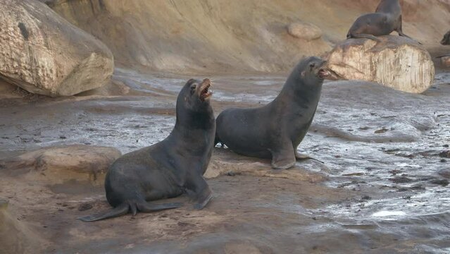 Wildlife in Super Slow Motion 4K 120fps: California Sea Lion on a rock - La Jolla, San Diego, the U.S.