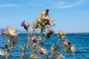 fleur sauvage au bord du lac de Genève