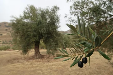 Photo sur Plexiglas Olivier Closeup of an olive tree other trees mountain gloomy sky background