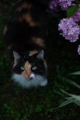 Animal near chrysanthemum flowers in the garden